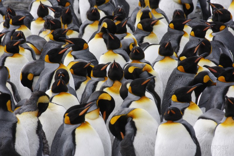 IMG_2956c.jpg - King Penguin (Aptenodytes patagonicus)
